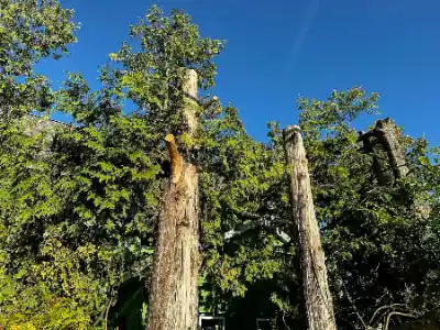 a couple of trees that are standing in the dirt