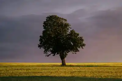 a lone tree in a field under a cloudy sky
