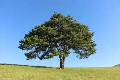 a lone tree in a grassy field under a blue sky