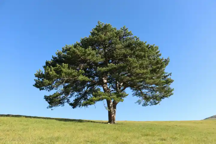 a lone tree in a grassy field under a blue sky