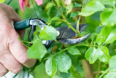 a man is trimming a tree with a pair of pliers