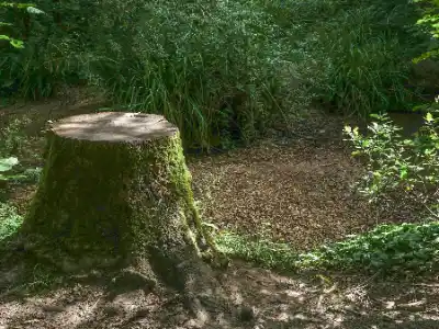 A moss-covered tree stump in a sunlit forest