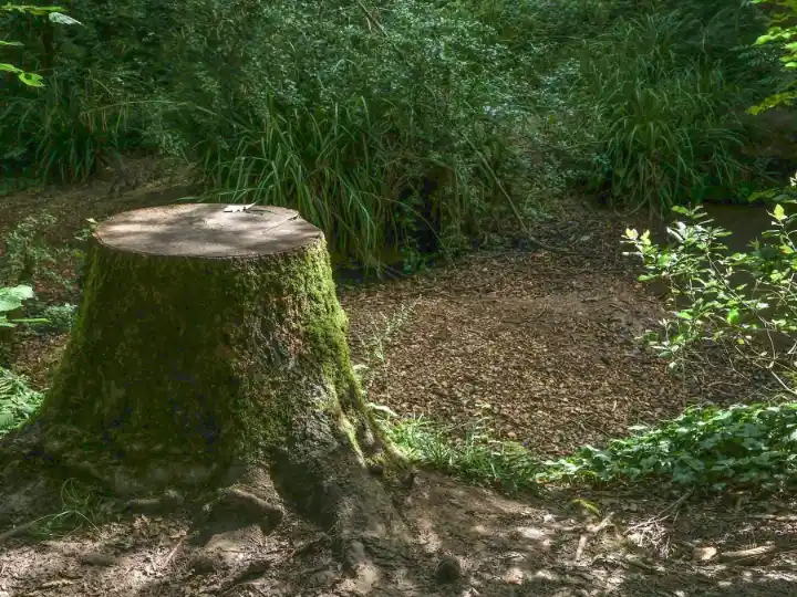 A moss-covered tree stump in a sunlit forest