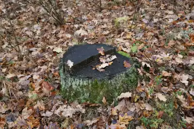 A tree stump with leaves on the ground