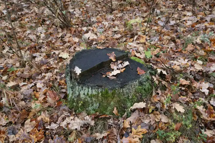 A tree stump with leaves on the ground