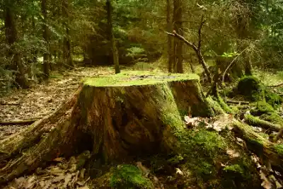 a tree stump with moss growing on it in a forest