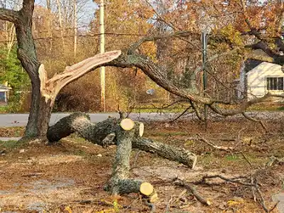 A tree that has fallen over in a yard