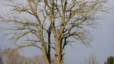 Arborist climbing large bare tree | Elite Tree Surgeons Telford