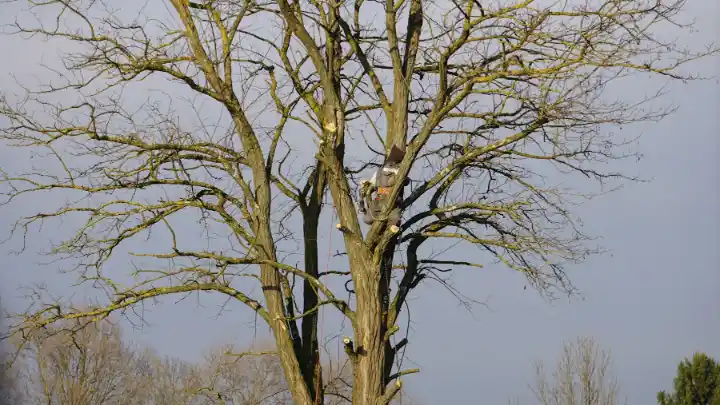 Arborist climbing large bare tree | Elite Tree Surgeons Telford