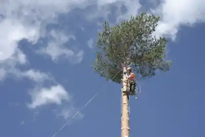 Arborist climbing tree with rope equipment | Elite Tree Surgeons Telford