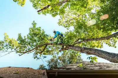 Arborist cutting branch during Emergency Tree Service | Elite Tree Surgeons Telford