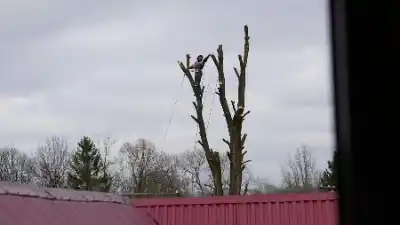 Arborist pruning a tall tree with ropes and overcast sky