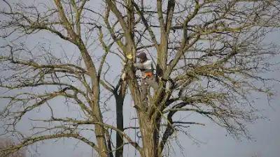 Arborist pruning large tree with safety equipment | Elite Tree Surgeons Telford