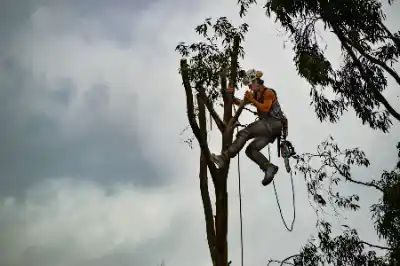 Arborist sitting among tree branches | Elite Tree Surgeons Telford