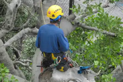 Arborist wearing helmet and climbing tree | Elite Tree Surgeons Telford
