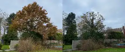 Crown Thinning