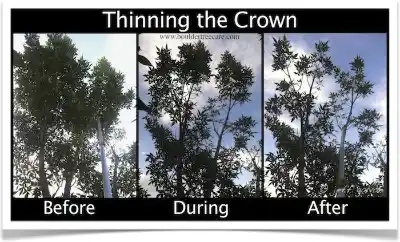 Crown Thinning
