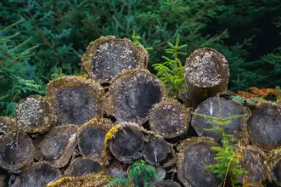 Cut timber stacked for tree removal | Elite Tree Surgeons Telford