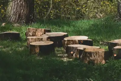 Cut tree section on grass after stump removal work | Elite Tree Surgeons Telford