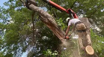 Deadwood Removal