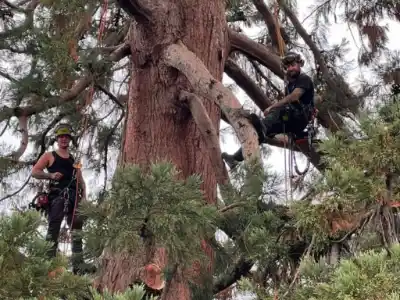 Deadwood Removal