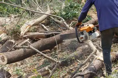 Deadwood Removal