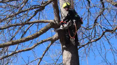 Deadwood Removal
