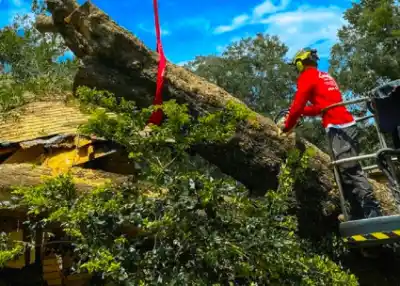 Emergency Tree Removal