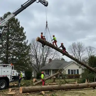 Emergency Tree Removal