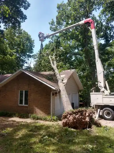 Emergency Tree Removal