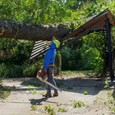 Emergency Tree Removal
