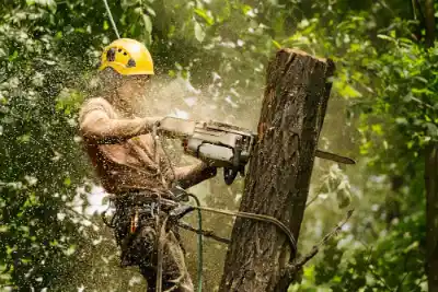 Emergency Tree Removal