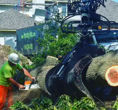 Emergency Tree Removal