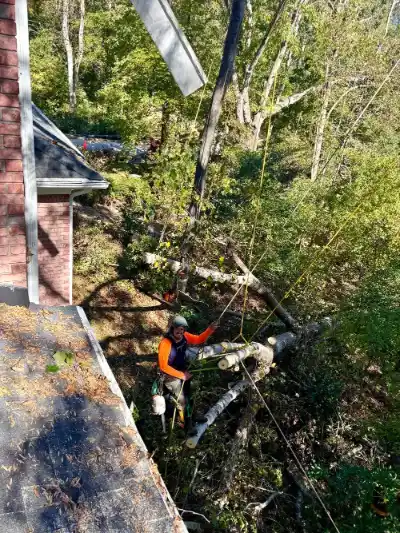 Emergency Tree Removal