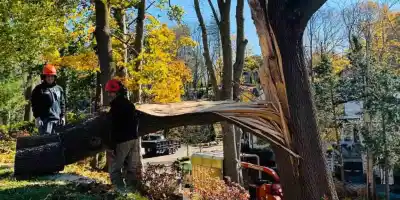 Emergency Tree Service