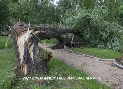Emergency Tree Service