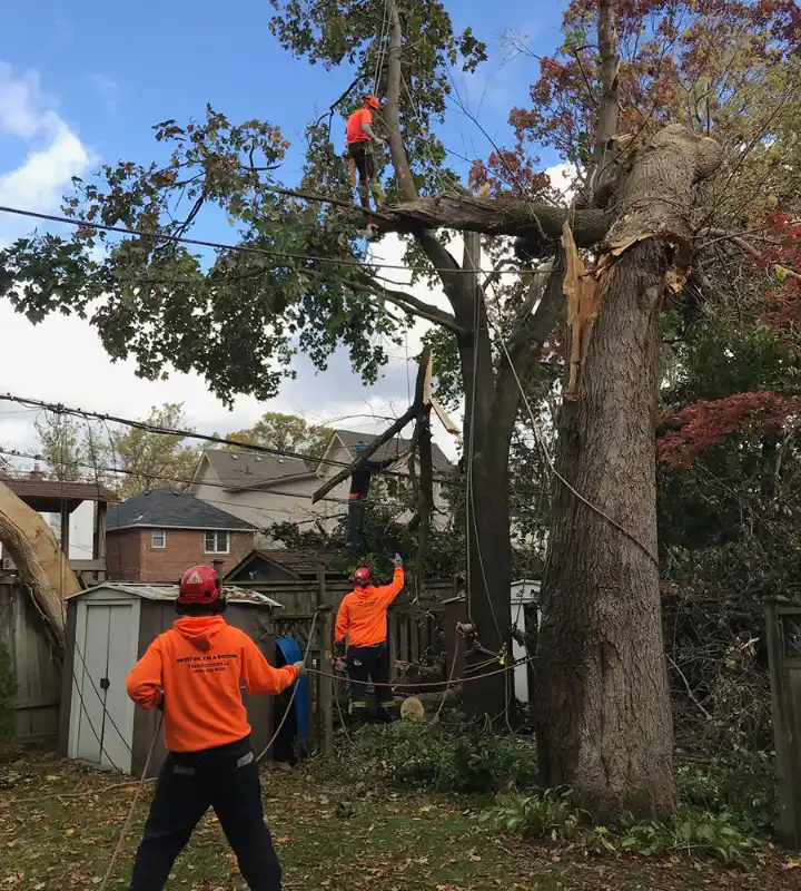 Emergency Tree Service