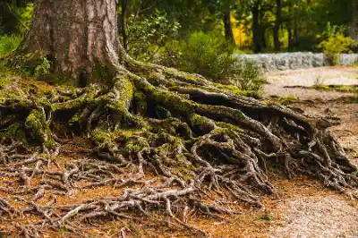 Exposed moss-covered roots requiring Root Removal | Elite Tree Surgeons Telford