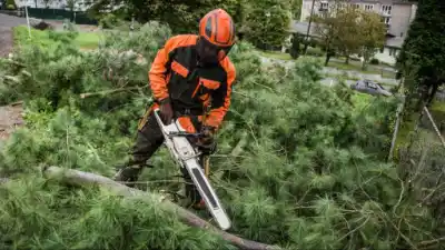 Fallen Tree Removal