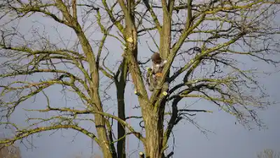 Hawk perched on bare tree branch | Elite Tree Surgeons Telford