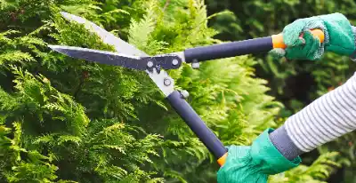 Hedge & Conifer Trimming