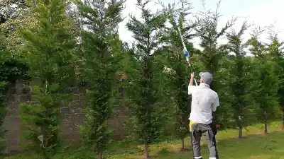Hedge & Conifer Trimming