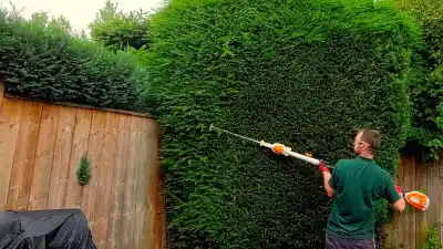 Hedge & Conifer Trimming