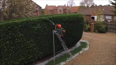 Hedge & Conifer Trimming