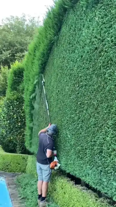 Hedge & Conifer Trimming