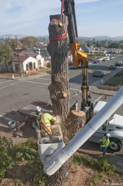 Large Tree Removal