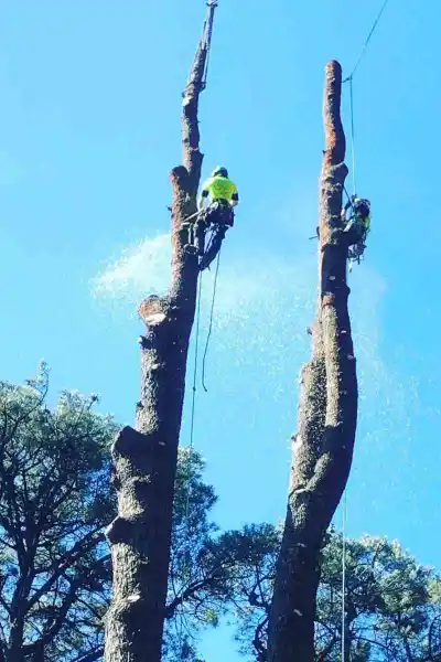 Large Tree Removal