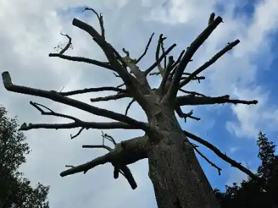 Leafless tree showing Crown Reduction work | Elite Tree Surgeons Telford
