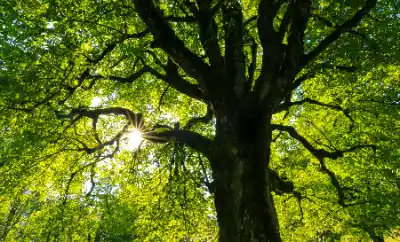 Leafy tree included in BS5837 Tree Survey | Elite Tree Surgeons Telford