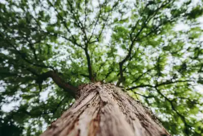Low-angle view of green-leafed tree | Elite Tree Surgeons Telford